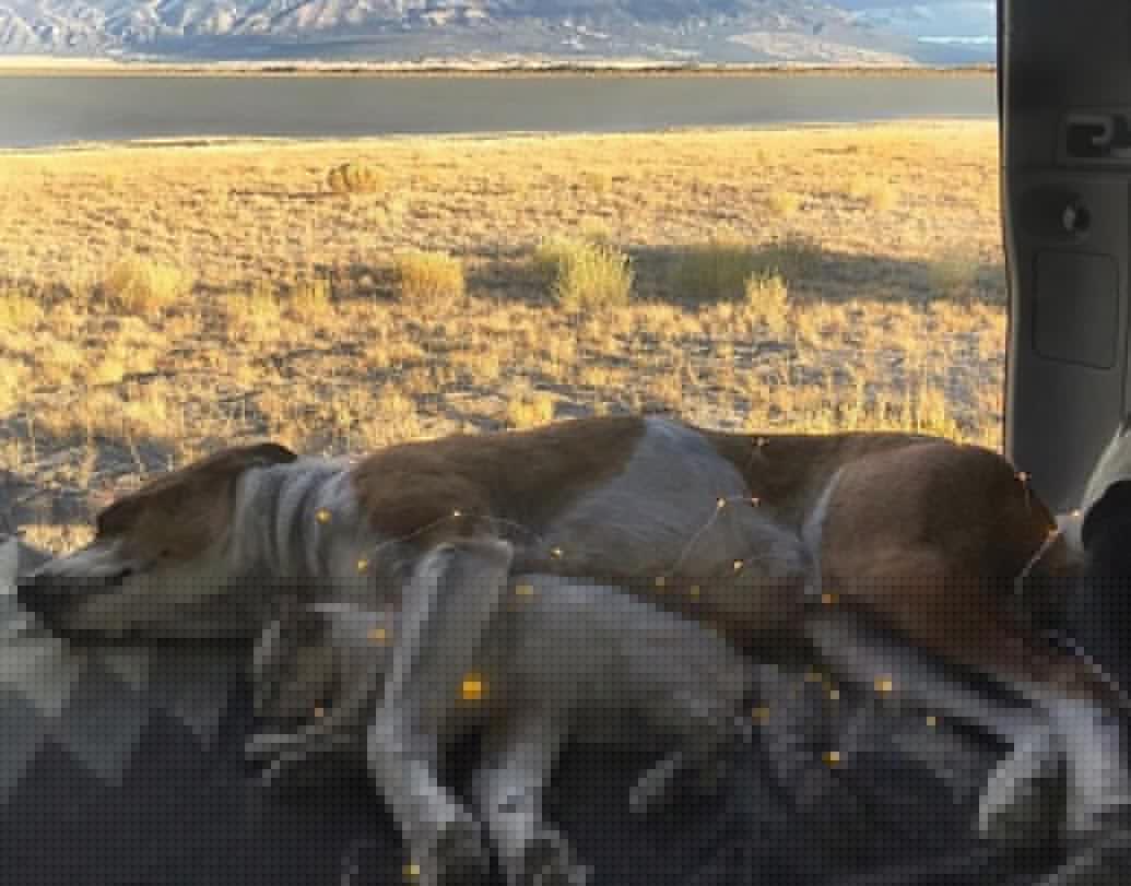 বালু বাড়িতে আসা মাত্রই হেনরির সঙ্গে তার পরিচয় করিয়ে দেন সিনথিয়া। তার পর থেকে ওরা যেন অভিন্ন আত্মা। একে অপরকে ছাড়া ওদের চলেই না। তা সে খাওয়া-দাওয়া হোক বা স্নান করা হোক বা ঘুরতে যাওয়া, এমনকী দুপুরের ভাতঘুমটা অবধি এক সঙ্গে সাড়ে ওরা।