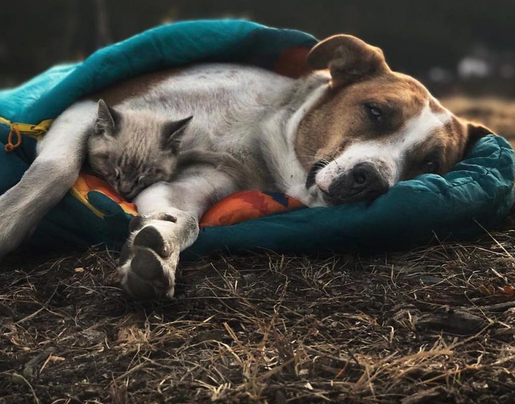 কিন্তু পরে সিনথিয়া দেখলেন তিনি আদতে ভুল ভেবেছেন। বরঞ্চ দুজনে স্বানন্দেই ঘুরে বেড়াচ্ছে। শুধু তাই নয়, একে অপরের প্রতি যথেষ্ট যত্নশীল ওরা।