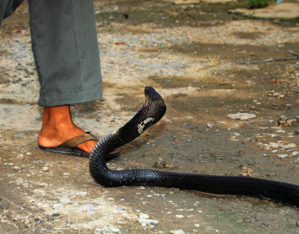 গ্রামে গঞ্জে এখনও সাপের কামড়ে প্রাণ হারান অনেকে। সাপের কামড়ে মৃত্যু হলে ক্ষতিপূরণ বাবদ ১ লক্ষ টাকা পেতে পারেন মৃতের পরিবার। এর সঙ্গে কোনও কোনও রাজ্য সরকার আলাদা ভাবে ক্ষতিপূরণ দিয়ে থাকে।