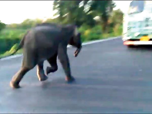 Panic due to Elephant Attack