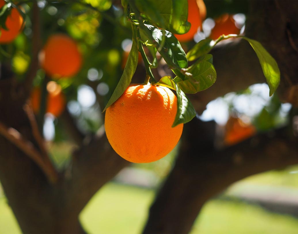 স্ট্রোক: আমেরিকান হার্ট অ্যাসোসিয়েশন অনুযায়ী নিয়মিত কমলা লেবু, গ্রেপফ্রুট জাতীয় ফল খেলে স্ট্রোকের ঝুঁকি কমে।