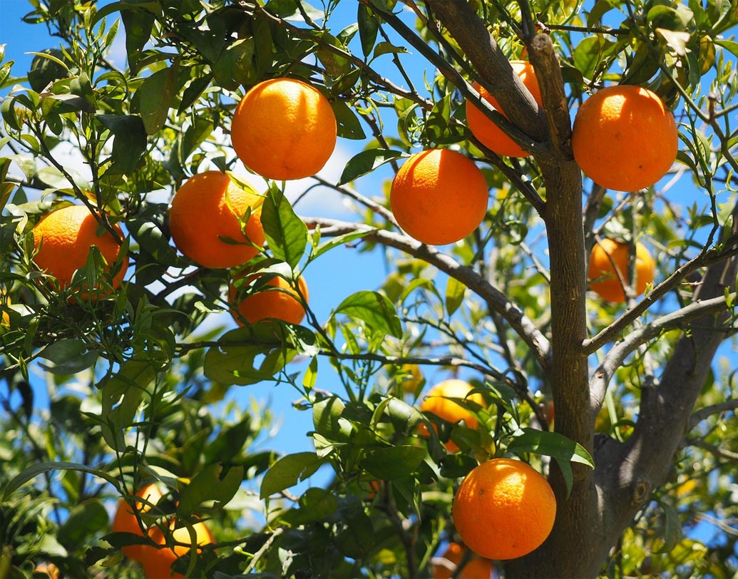 হার্ট: কমলা লেবুতে প্রচুর পরিমাণ ফাইবার, পটাশিয়াম, কোলিন ও ভিটামিন সি রয়েছে। যার সবকটিই হার্টের স্বাস্থ্য ভাল রাখতে সাহায্য করে।