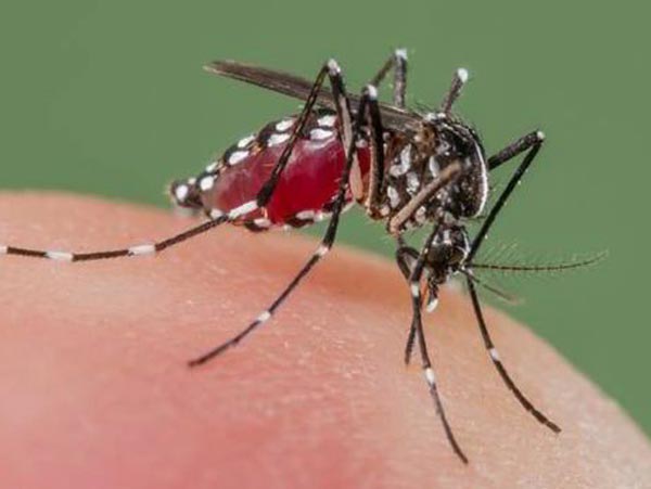 Dengue now at Various jail