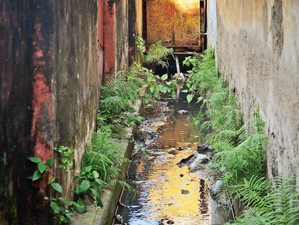 Dengue infestation increases in Midnapore