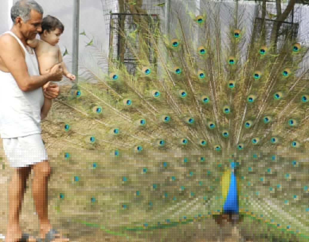 ৫০ একর জমিতে গড়ে উঠেছে আমতেজ অ্যানিমেল আর্ক। এই আর্ক গত ৪৫ বছর ধরে প্রায় ৭০-৮০টি পশু-পাখিদের স্থায়ী ঠিকানা হয়ে উঠেছে।