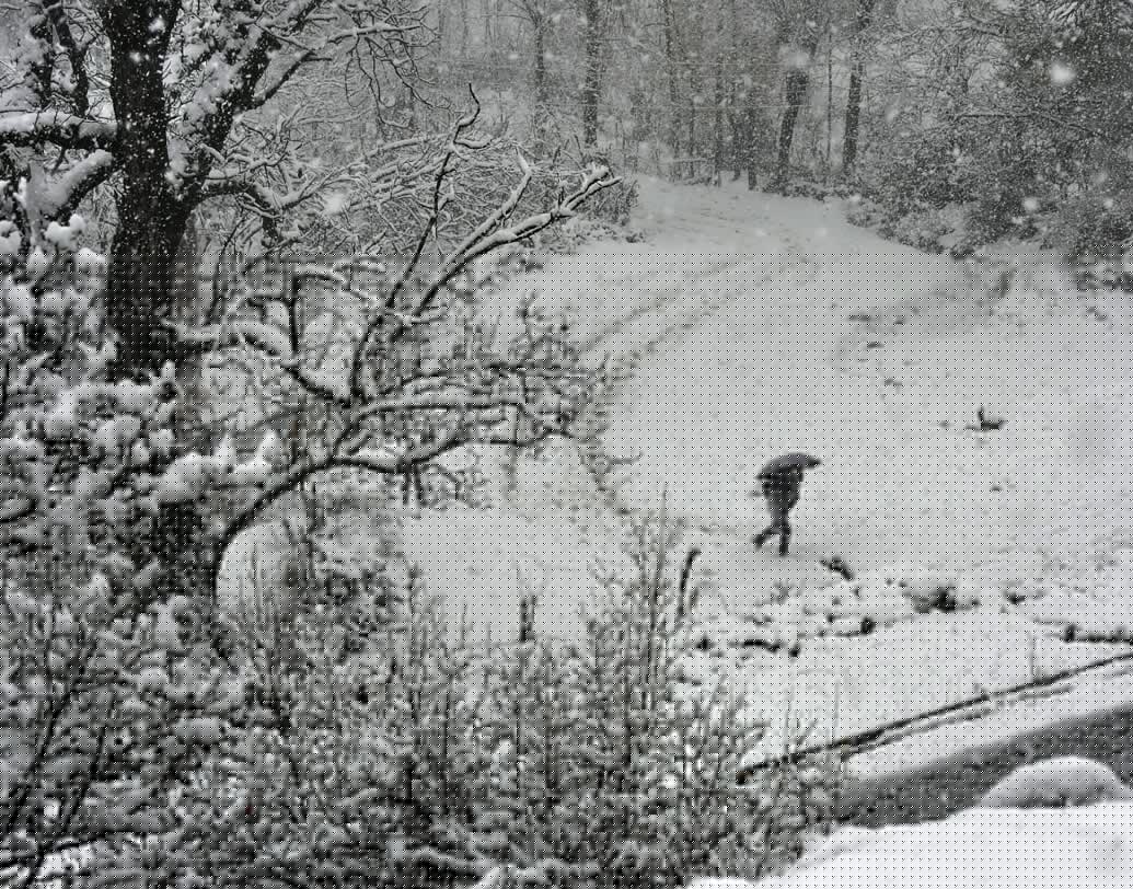 সবচেয়ে ভারী তুষারপাত হয়েছে ডোডা, কিস্তওয়ার, রম্বন, কাঠুয়া, রাজৌরি এবং পুঞ্চ জেলায়।