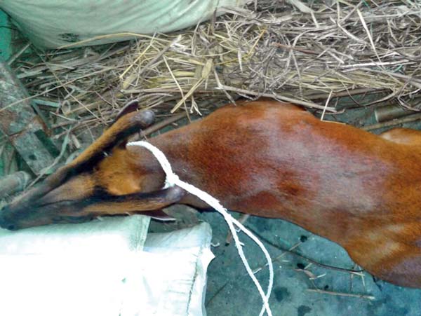 Turmoil between Nepal and Indian citizen at border area over a Barking Deer