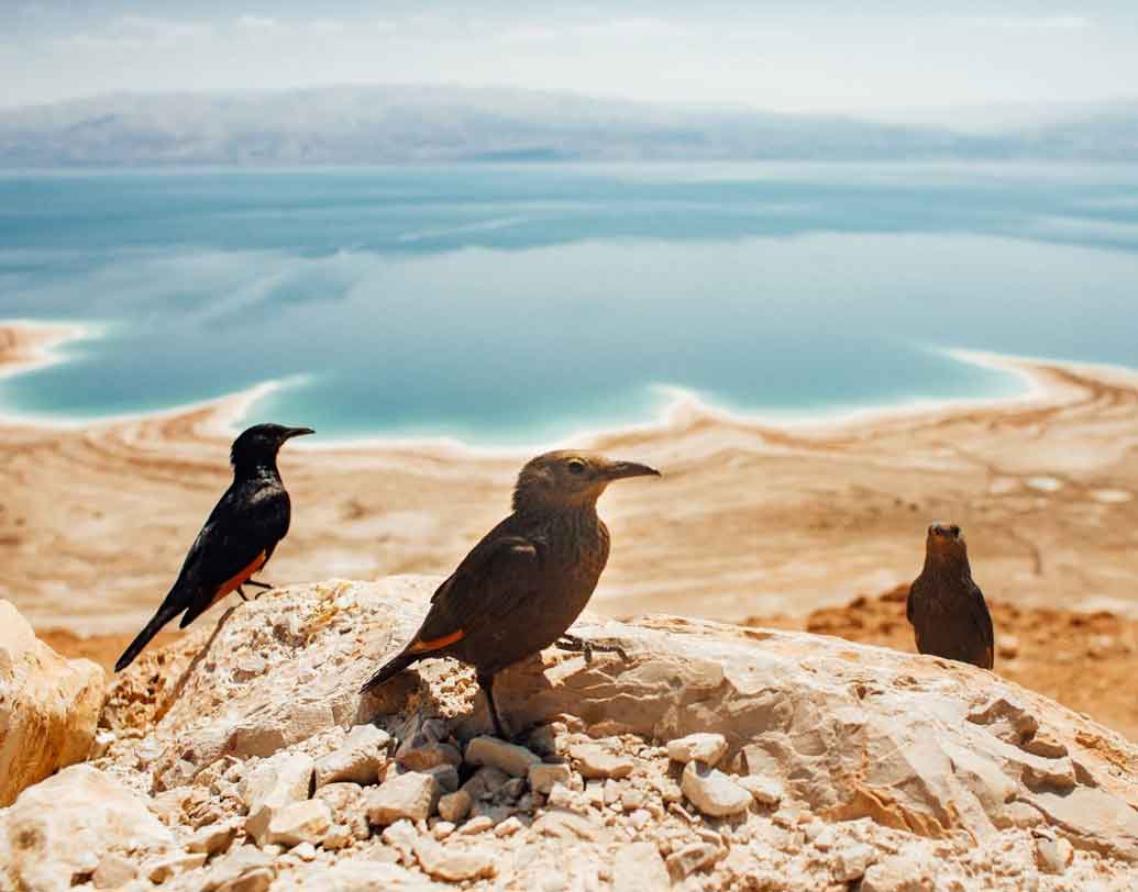দ্য ডেড সি-ইজরায়েল ও জর্ডনের সীমান্ত: সাঁতার না জানলেও দিব্যি ভেসে থাকা যায় এই সমুদ্রে। ডেড সি-র জনপ্রিয়তা এখানেই। ৩৫ বছরের মধ্যেই সম্ভবত ‘ভ্যানিশ’ হয়ে যাবে এই সমুদ্র।