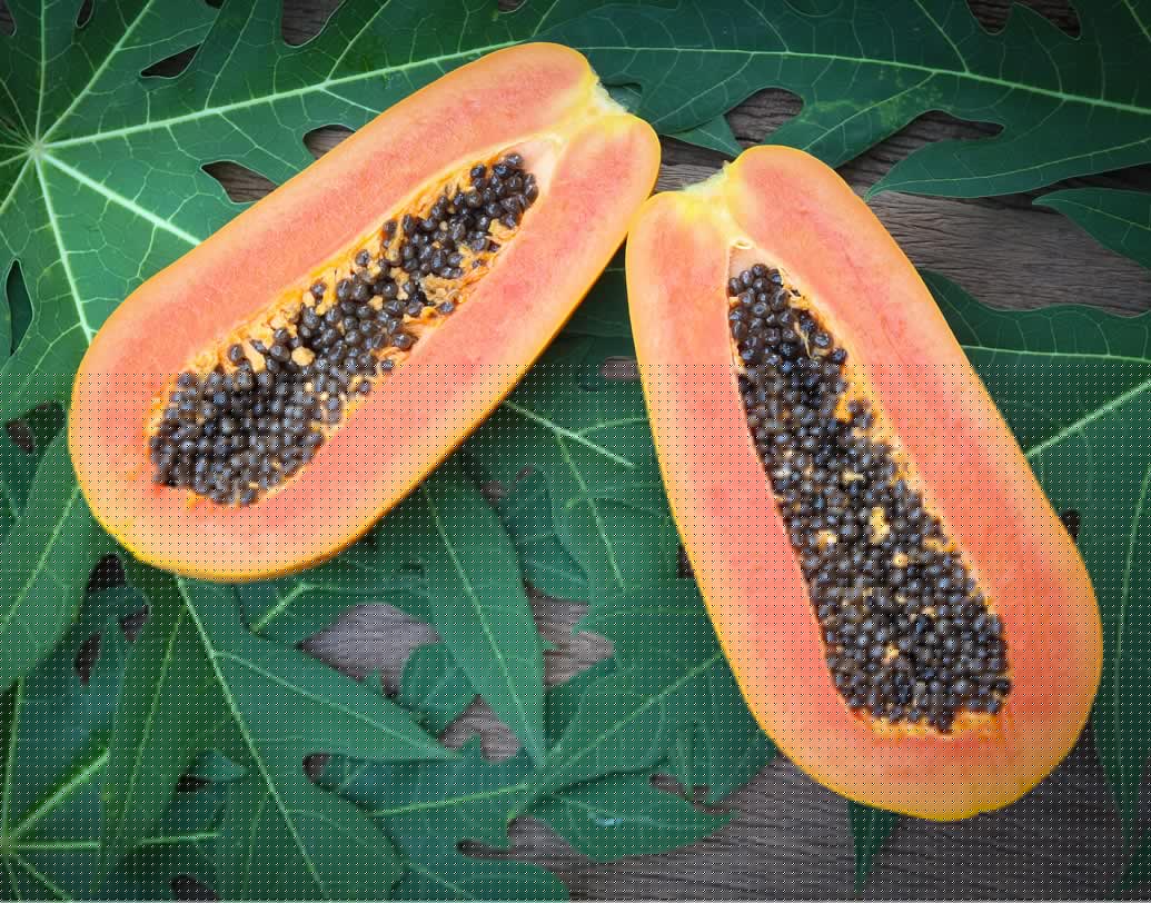 যকৃতের সুরক্ষায়: ত্বকের যত্ন থেকে ক্যান্সার প্রতিরোধ, সবেতেই পেঁপের উল্লেখযোগ্য ভূমিকা রয়েছে। বিশেষজ্ঞেরা জানাচ্ছেন, জল ও দইয়ের সঙ্গে পেঁপে বীজের মিশ্রণ তৈরি করে নিয়মিত পান করলে যকৃত ভাল থাকে।