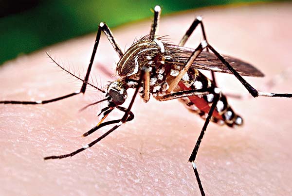Kolkata metro rail bugged by fear of mosquitoes