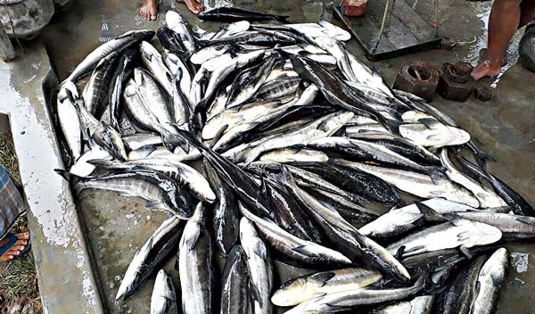 Cobia fish now available in Bengal