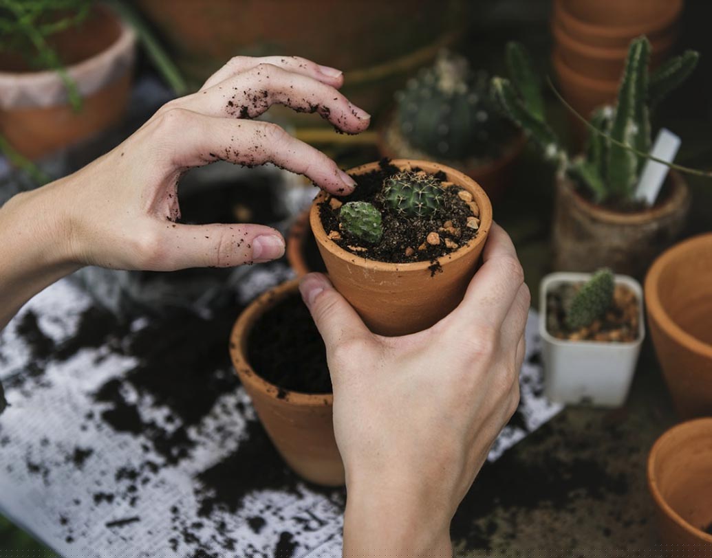 বাগান পরিচর্চায়: জানেন কি, বাগান পরিচর্চার কাজেও লাগে ঠান্ডা পানীয়? সারের গুণমান বাড়ায়, মাটির পিএইচ মাত্রা সঠিক রেখে গাছের বৃদ্ধি ঘটাতে সাহায্য করে ঠান্ডা পানীয়।