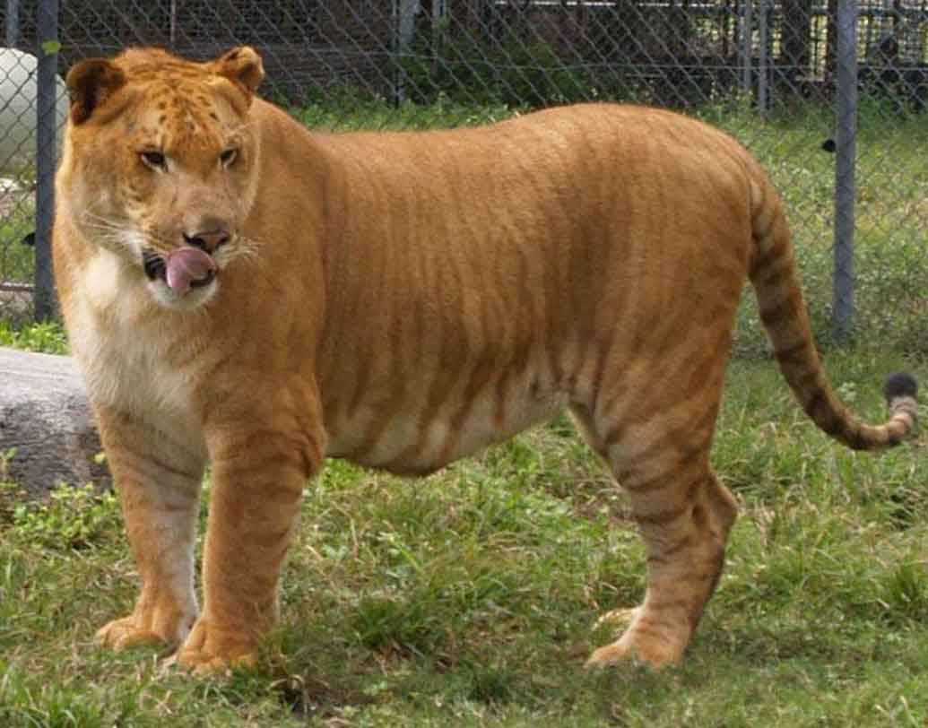 লাইগার:
পুরুষ সিংহ এবং স্ত্রী বাঘের মিশ্রণে তৈরি করা হয়েছিল লাইগার। ২০১২ সালে রাশিয়ার একটি চিড়িয়াখানা কর্তৃপক্ষ প্রথম লাইগারের ছবি প্রকাশ্যে আনে। সেই লাইগারটির নাম ছিল কিয়ারা।