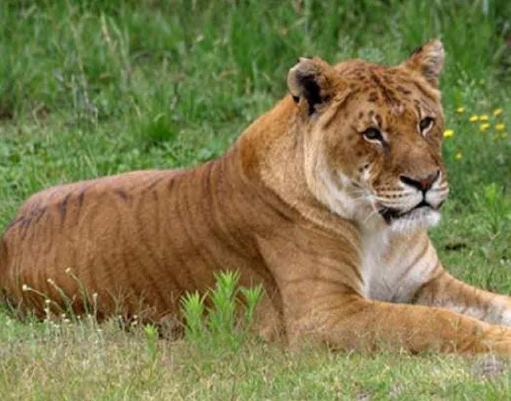 টাইগন:
টাইগনের মা সিংহ, কিন্তু বাবা বাঘ। স্পট এবং স্ট্রাইপ দু’টিই রয়েছে টাইগনের দেহে। তবে লাইগারের থেকে আকারে ছোট এরা।
