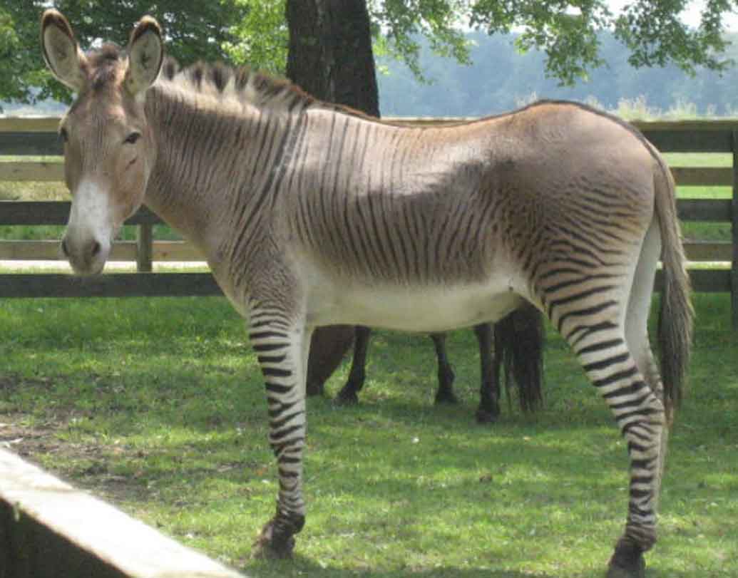 জঙ্কি:
জেব্রার সঙ্গে ডাঙ্কি অর্থাত্ গাধার ডিএনএ মিলিয়ে তৈরি হয়েছিল জঙ্কি। জঙ্কিকে অনেকে জেব্রয়েড বা জেডঙ্কস নামেও ডাকেন। অনেক সময় এদের মধ্যে বামনত্ব রোগ দেখা যায়। বেশিরভাগ সময়ই এরা বন্ধ্যা হয়।