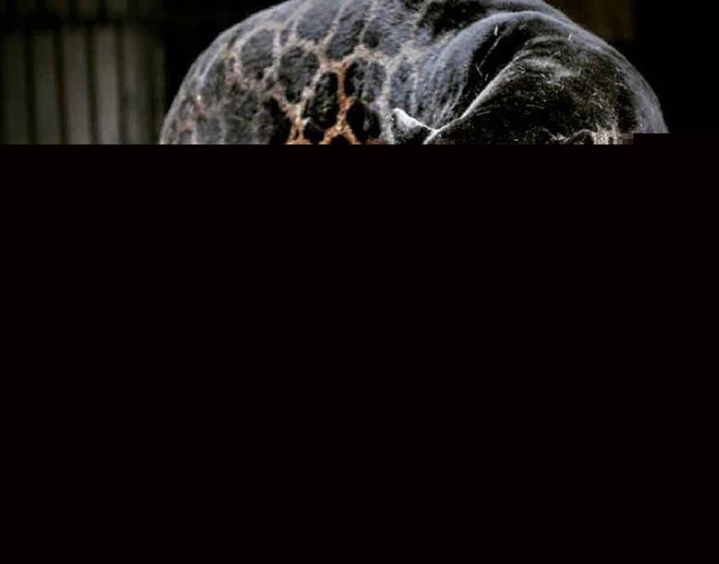 জাগলিয়ন:
পুরুষ জাগুয়ার ও স্ত্রী সিংহের সংকর প্রজাতি এই জাগলিয়ন। আমেরিকার ট্রিঞ্জ-এর জাতীয় জাদুঘরে জাগলিয়নের একটি দেহ সংরক্ষণ করা রয়েছে।