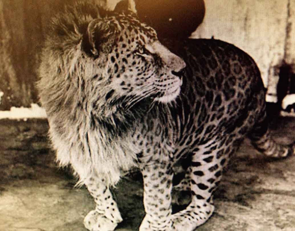 লিওপন:
পুরুষ লেপার্ড এবং স্ত্রী সিংহের মিশ্রণে তৈরি এই লিওপন। এর মাথাটা সিংহের মতো কেশর যুক্ত। কিন্তু সারা শরীরে লেপার্ডের মতো কালো ছোপ ছোপ। বিংশ শতকে ভারতেই প্রথম তৈরি হয়েছিল এই লিওপন।