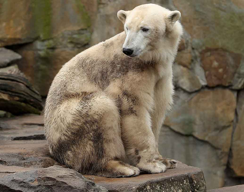 গ্রোলার বিয়ার:
অনেকে একে পিজলি বিয়ারও বলে। পুরুষ গ্রিজলি বিয়ার এবং স্ত্রী পোলার বিয়ারের সংকর এটি।