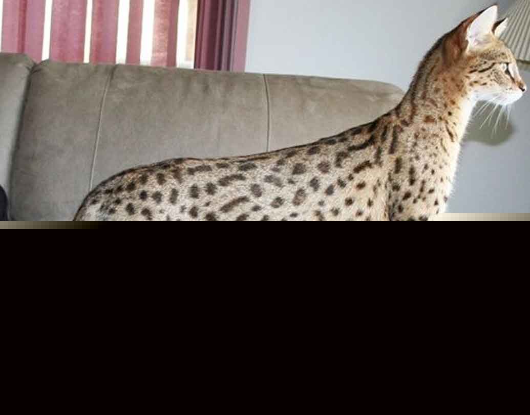 সাভানা ক্যাট:
ডমেস্টিক ক্যাট এবং বন বেড়ালের মিশ্রণ এটি। আকারে অস্বাভাবিক লম্বা হয় এই প্রজাতির বিড়াল। স্বভাবে অনেকটা কুকুরের মতো। মনিবের বাধ্য হয় এরা। জলে ভয় পায় না সাভানা ক্যাট। বরং স্নান করতে ভালইবাসে এরা।