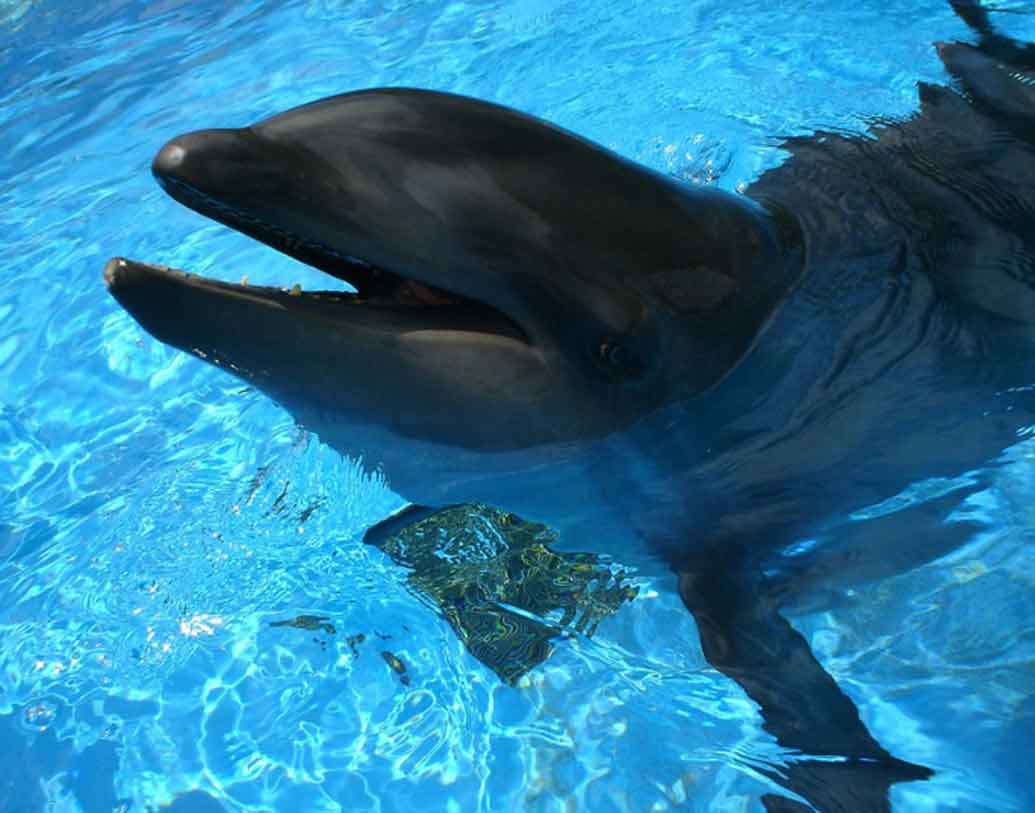 হোলফিন:
হোয়েল এবং ডলফিনের সংকর প্রজাতি এই হোলফিন। ১৯৮৬তে প্রথম কেকাইমালু নামের এই হোলফিন তৈরি করা হয়েছিল। কেকাইমালু পরে একটি সন্তানেরও জন্ম দেয়। সেই সন্তানের মধ্যে তিমির স্বভাব ছিল ২৫ শতাংশ ও ডলফিনের স্বভাব ছিল ৭৫ শতাংশ।