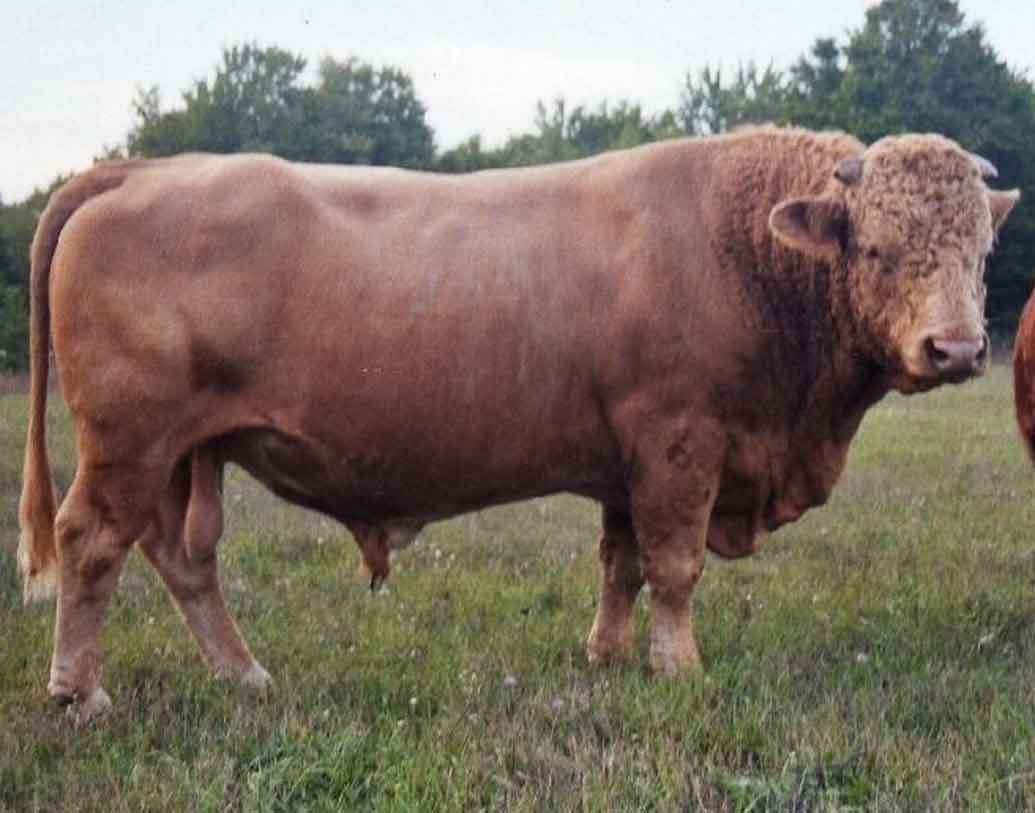 বিফালো:
বাফেলো এবং কাউ-এর মিশ্রণে তৈরি হয়েছিল বিফালো। ১৯৭০-এ প্রথম এই ব্রিড তৈরি করা হয়েছিল। এরা দেখতে অনেক বড়সড় এবং পেশীবহুল হয়।