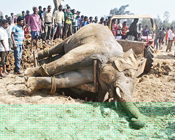 Elephant died by touching electric wire