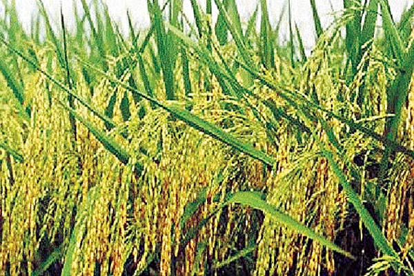 Middlemen are trying to buy paddy