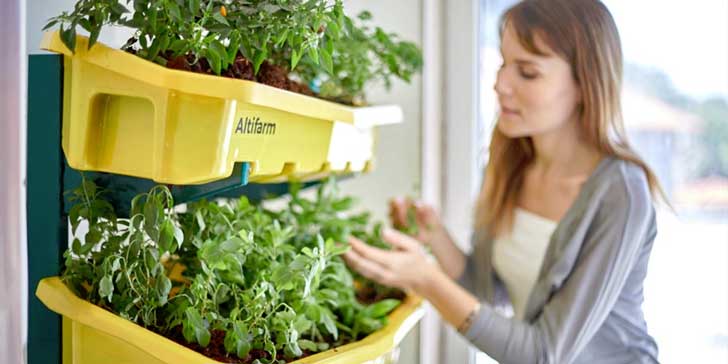 ২৯ কিলোর বেশি ওজন হয় না এই ট্রেগুলোর। চাষে জলের প্রয়োজন হয় খুবই সামান্য।