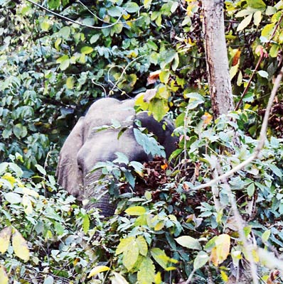 দুর্গাপুরের জঙ্গলে হাতি। ফাইল চিত্র। 