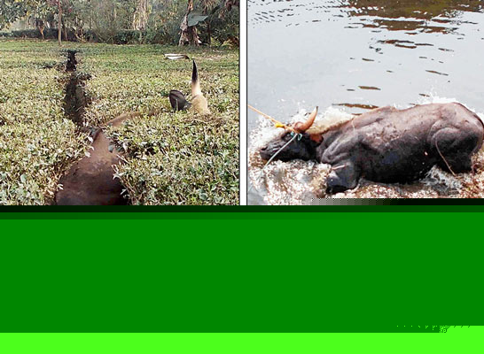 2 Bison vandalized in locality, found dead later