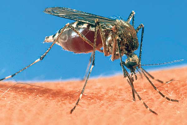 Mosquitoes Leads to a great Hindrance for the People, KMC remains Silent