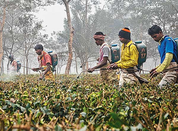 Disappointment spreading at Singamari after hearing Budget