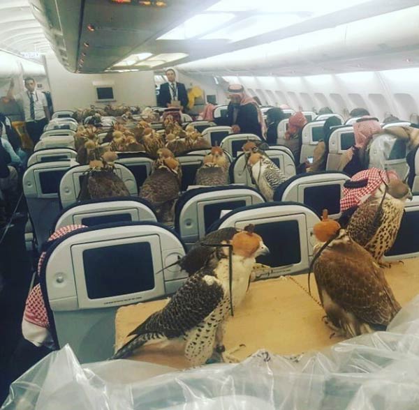Saudi Prince buys air ticket for the transportation of his 80 falcons dgtl