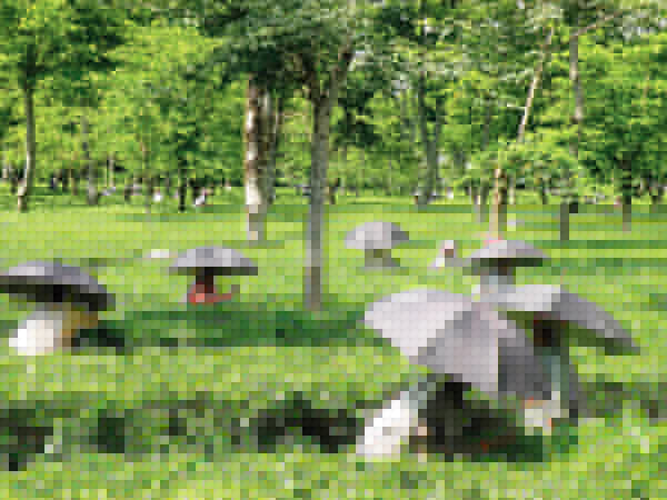 Small gardens are showing the path of tea industry