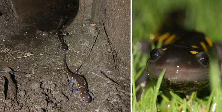 ইংল্যান্ডে শুধুমাত্র স্যালাম্যান্ডার চলাচলের জন্য সুড়ঙ্গ তৈরি করে দেওয়া হয়েছে।