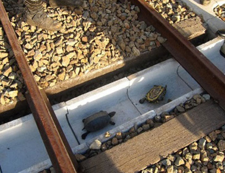 রেললাইনের উপর দিয়ে চলাফেরা করতে গিয়ে কচ্ছপরা যাতে কোনও ভাবে আঘাতপ্রাপ্ত না হয়, তার জন্য জাপানে রেললাইনের পাশ দিয়েই তৈরি হয়েছে ছোট্ট টানেল।