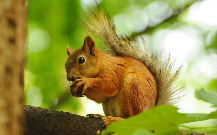 ধারণা: যে ফল পশু, পাখিরা খায় তা বিপদমুক্ত।  <br> 
সত্যি: এমন অনেক ফল ও মাশরুম রয়েছে যা পাখি এবং কাঠবেড়ালিরা খায়। কিন্তু মানুষের পক্ষে তা বিপজ্জনক।