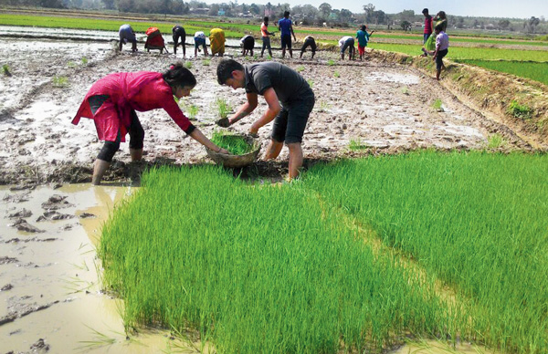 Self Help group's women farming paddy