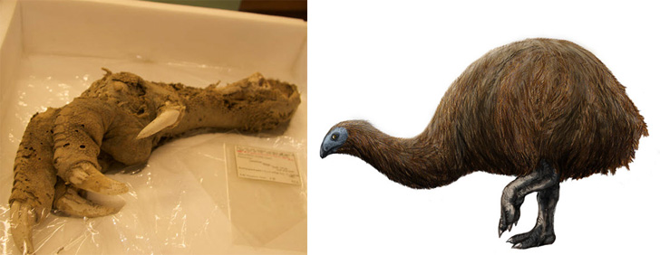 ১৫০০ সাল নাগাদ বিলুপ্ত হয়ে যায় মোয়া পাখি। অনেকটা উট পাখির মতো দেখতে<br>
এই বিশালাকায় পাখিদের দেখা যেত নিউজিল্যান্ডে। অনেকের মতে, সে দেশের মাউরি আদিবাসীদের<br>
যথেচ্ছ শিকারের জেরে এই পাখিদের বিলোপ ঘটে। বিংশ শতকে একটি অভিযানে মোয়া পাখির একটি<br>
নখ-সহ থাবা উদ্ধার হয়। কে বা কারা যেত তা সযত্নে রেখে দিয়েছে তা আজও উদ্ধার করতে পারেননি গবেষকরা।