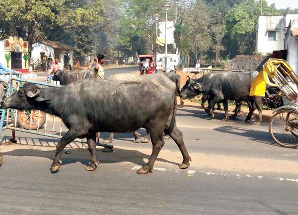 Roads are captured by Buffaloes and cows