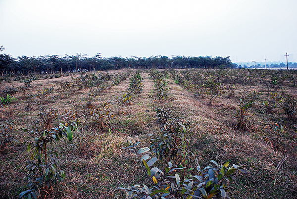 Andal and Durgapur-Faridpur block awarded for plantation