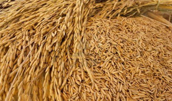 Demonetization leads to adverse effect on Paddy seeds 