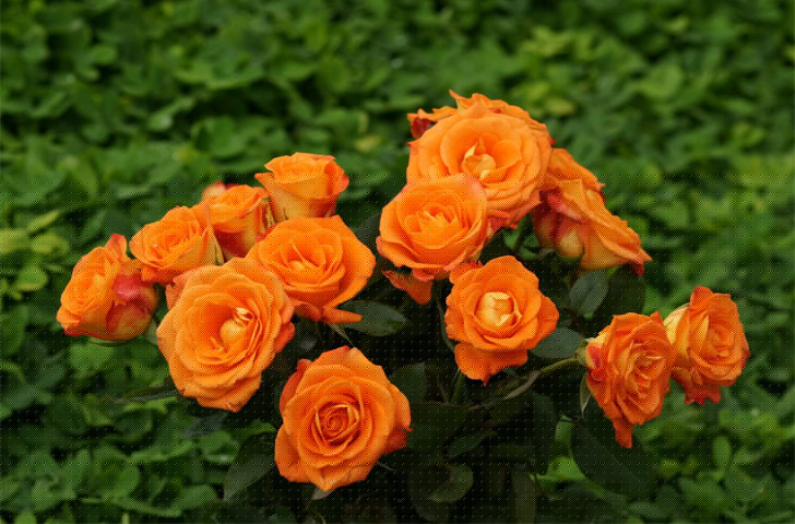 কমলা গোলাপ: প্যাশন বোঝাতে আমরা লাল রং ব্যবহার করে থাকি। তবে আসলে কিন্তু কমলা গোলাপ আবেগ, উত্সাহ, উদ্দীপনার প্রতীক।<br> সহযোদ্ধাকে উদ্বুদ্ধ করতে ব্যবহার করা হয় কমলা গোলাপ। কমলা গোলাপ উপহার দিয়ে বোঝাতে পারেন, আপনি পাশে আছেন।