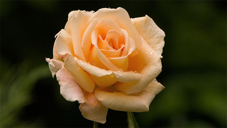 পিচ গোলাপ: এই রঙের গোলাপ আরোগ্যের প্রতীক। সততা, আন্তরিকতা, সহমর্মিতা বোঝাতে উপহার দিন পিচ গোলাপ।