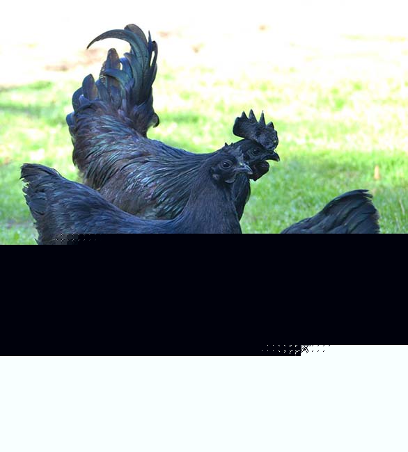 ইন্দোনেশিয়ার মানুষ মনে করেন, ঘরে কালো মুরগি থাকলে সুখ সমৃদ্ধি বৃদ্ধি পায়।