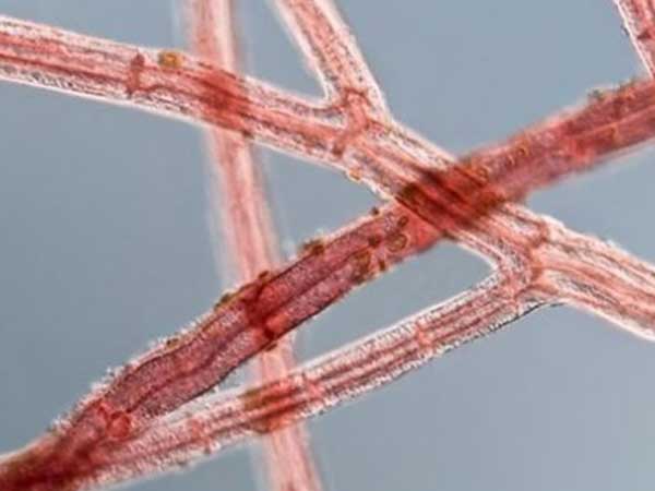 Fossil of the Oldest Plants on Earth Recoverd From Indian Rocks-dgtl