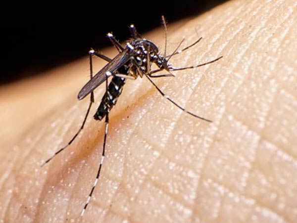 শরীরের গন্ধ: যে বডি ফ্যাক্টরগুলোর কথা এএমসিএ বলছে, তার মধ্যে একটি হল মানুষের শরীরের গন্ধ।<br> আমাদের শরীর থেকে নানা রকম গন্ধ বেরোয়। সেই গন্ধেই বেশি<br> আকৃষ্ট হয় মশা। প্রায় ৫০ মিটার দূর থেকে এই গন্ধ পায় মশা।