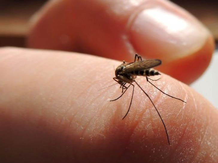 অ্যাথলিট: আপনি কি খেলাধুলা করেন? তা হলে মশা তো আপনাকে ভালবাসবেই! কারণ, খেললে আমাদের <br>শরীর প্রচন্ড গরম হয়ে যায়। সেই সঙ্গে ঘাম হয়। মশারা ল্যাকটিক অ্যসিড, ইউরিক অ্যাসিডের এবং <br>অ্যামোনিয়ার মতো বেশ কিছু কমপাউন্ডের গন্ধের প্রতি বেশি আকৃষ্ট হয়। আর <br>আমাদের ঘামে এই কমপাউন্ডগুলো থাকে। ফলে মশককুল ধেয়ে আসে।