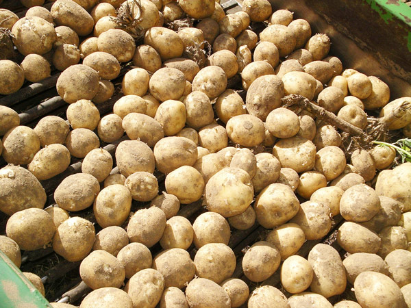 Excess Production of Potatoes, CM will held meeting on 6th