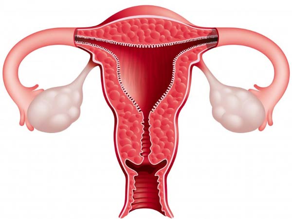 Where the uterus, The judges Asked